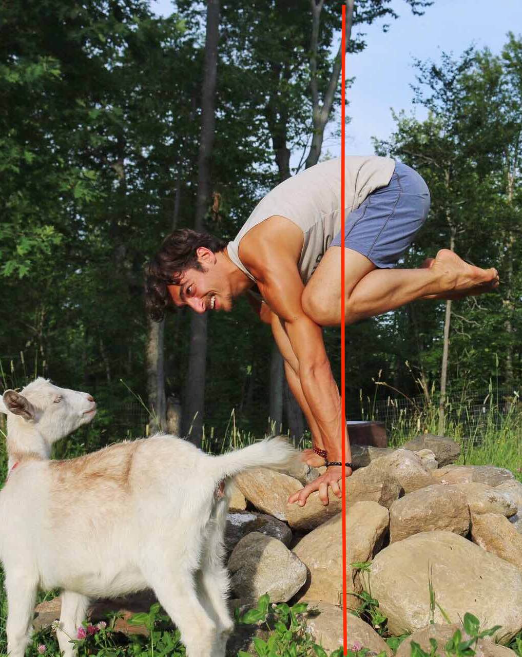 yoga arm balance with goats
