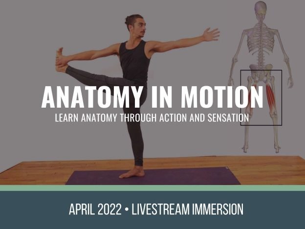 Anatomy in Motion course image