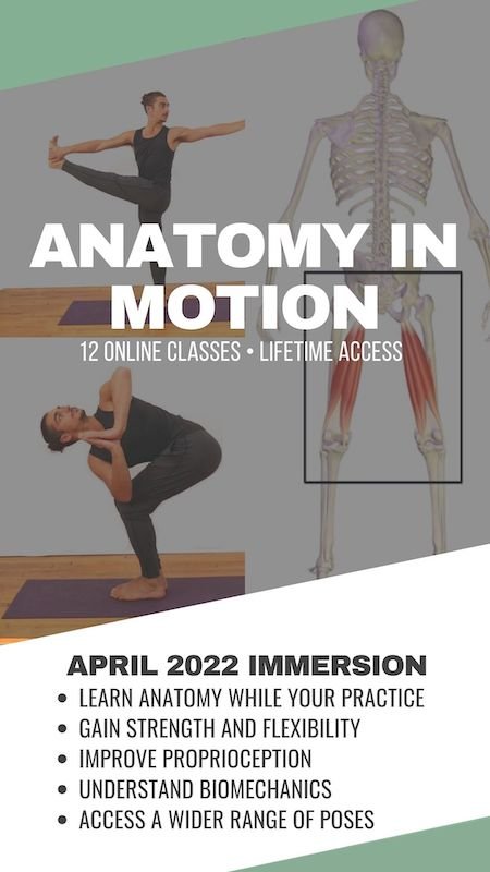 ANATOMY IN MOTION IMMERSION YOGA ANATOMY IMMERSION