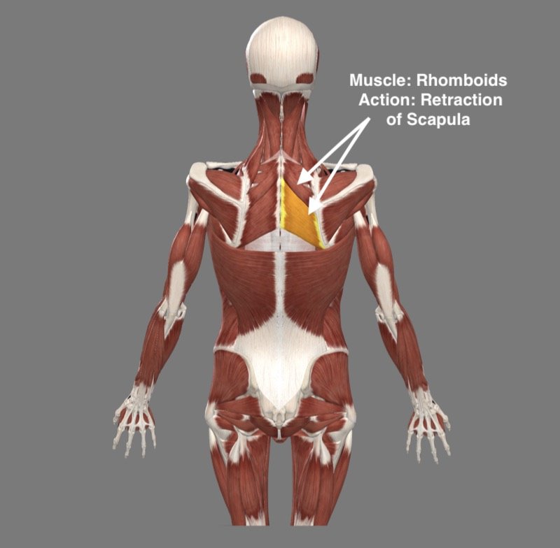 wild thing shoulder alignment