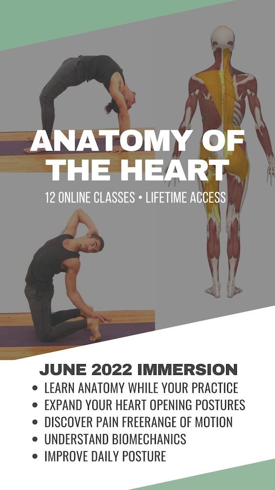 ANATOMY OF THE HEART ONLINE YOGA FOR BACKBENDS AND ANATOMY
