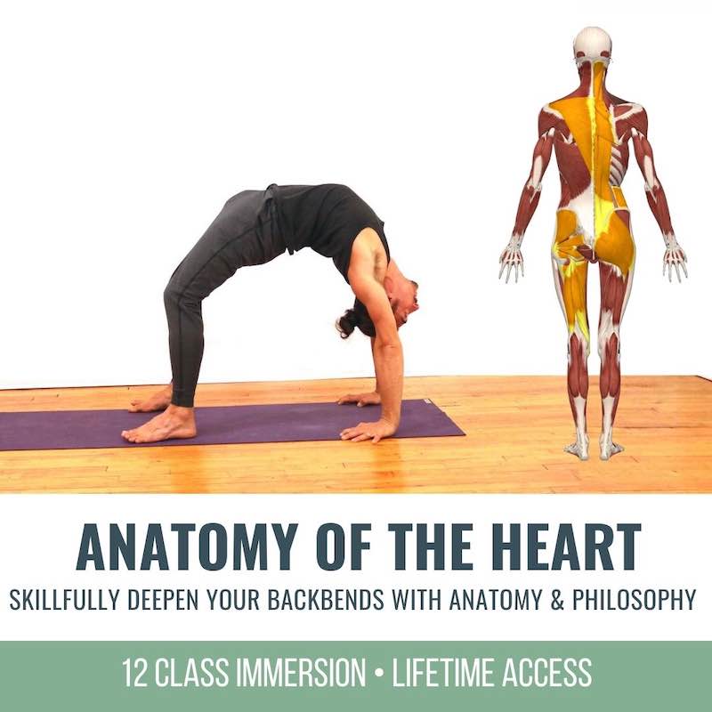 back bending online yoga and anatomy