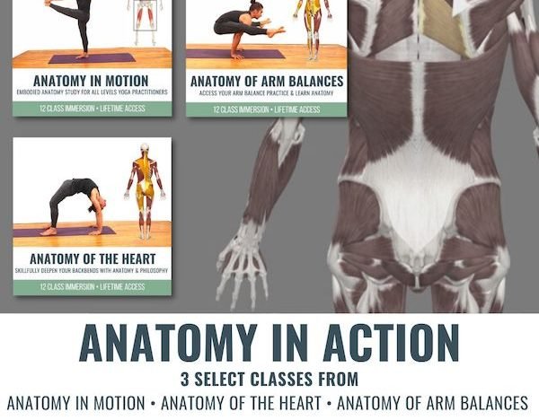 Anatomy in Action 3 Class Package course image