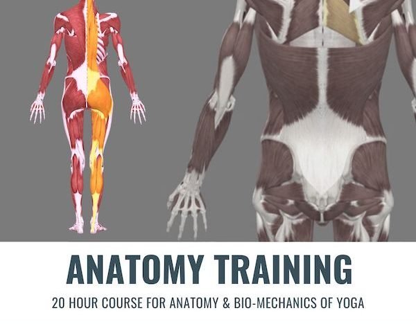 Teacher Training Anatomy course image