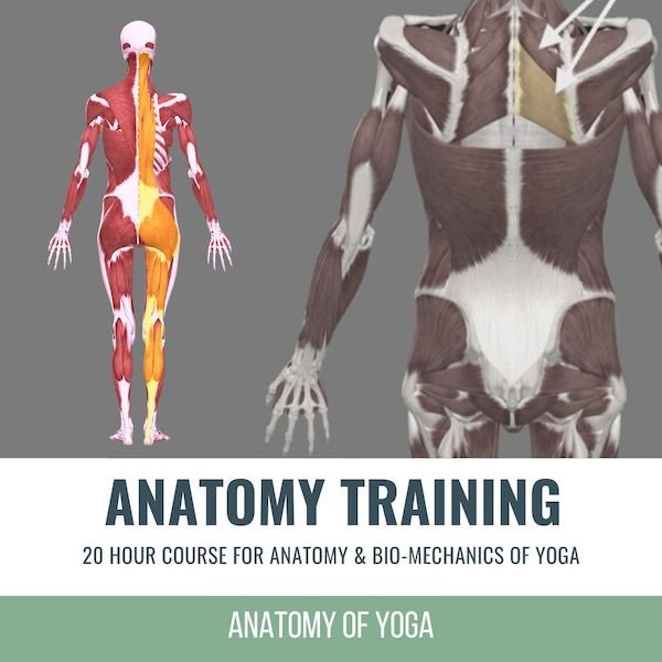 Teacher Training Anatomy