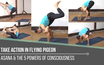 Take Action In Flying Pigeon