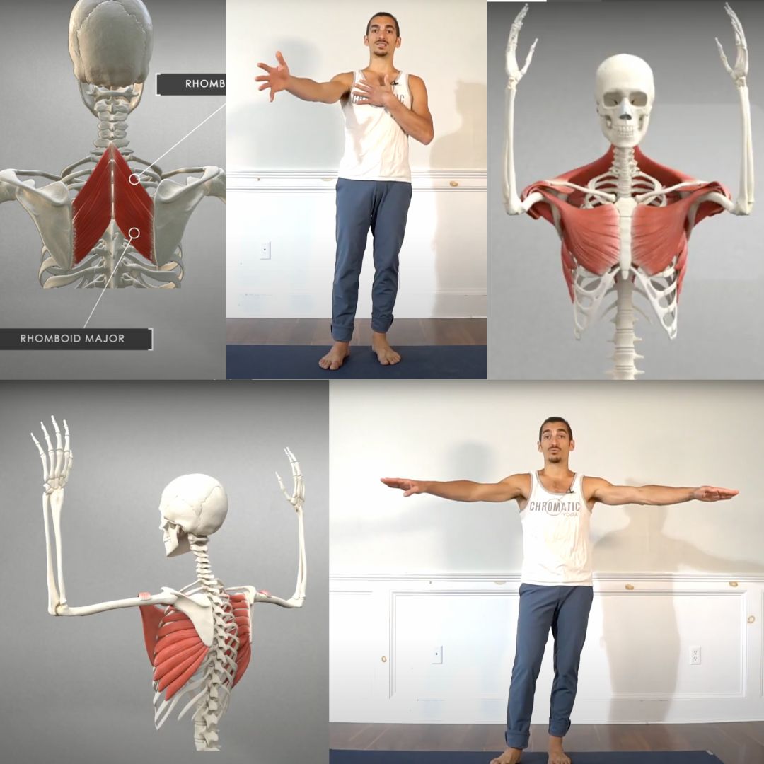shoulders section preview