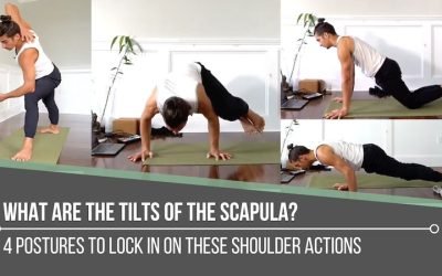 What Are The Tilts Of The Scapula?