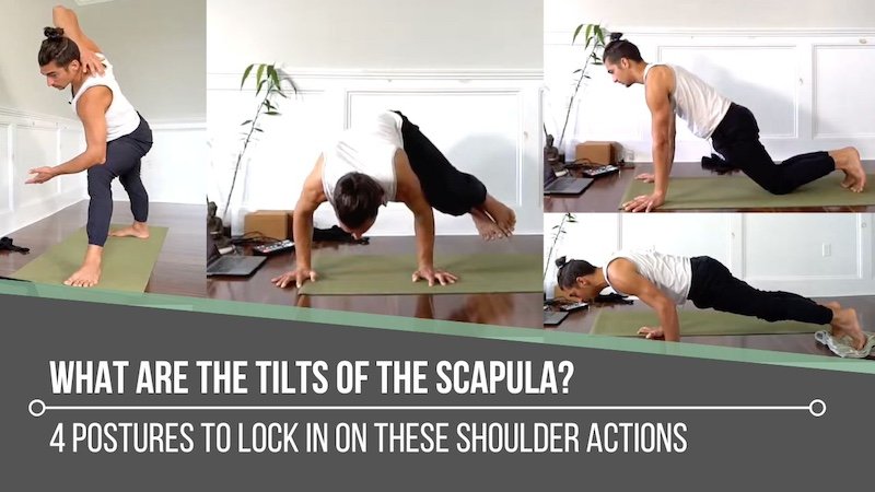 What Are The Tilts Of The Scapula?